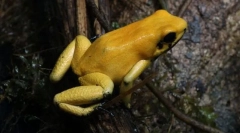 Milyen béka a legerősebb?