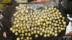 Mi a béka kiküszöböli az utódokat a hátán?