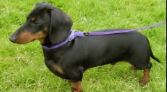 Milyen kutyafajta a legvilágosabb?