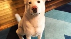 Milyen fajta kutya glükóz