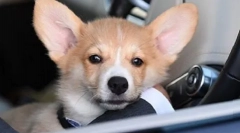 Mi a kutya patriarch kirillben