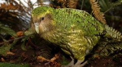 Kakapo
