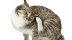 Milyen antihisztaminokat használnak a macskák kezelésére