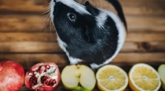 Milyen gyümölcsök és bogyók enni tengerimalac