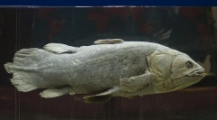 Melyik híres élő lény a legősibb?