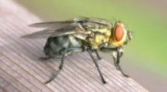 Mi és miért harap?