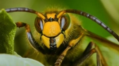 Milyen rovarok segítettek az embereknek a papír feltalálására?