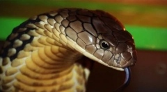 A 2020-ból származó háziállat tiltott