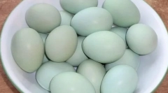 Mely csirkék fajtái kék és zöld tojás