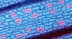 Milyen előnyökkel jár az előnyök az élő szervezetek számára?