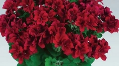 Milyen növények mérgezőek a macskádért: ne tedd el otthonukat