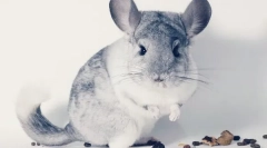 Mely magvak lehet chinchilla