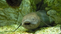 Milyen modern halfaj létezik az ősi idők óta?