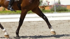 Melyek az árak a ló