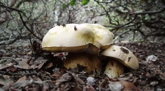 Melyek az élő lények királyságai?