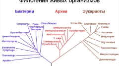 Melyek az élő lények száma?
