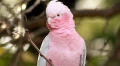 Milyen típusú papagájok beszélnek jobbaknál, mint az összes