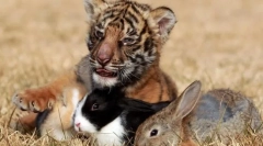 Milyen összefüggések vannak az állatok között a közösségekben?