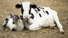 Milyen állatok jelentek meg a bíróság előtt?