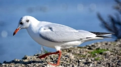 Milyen madarak hívják a tengeri és miért?