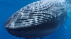 Milyen állatok vették át a nagy szigeteket?