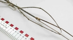 Milyen rovar a leghosszabb?