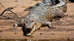 Milyen hüllő a legnagyobb?