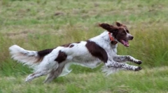 Amit a szó mondhat egy kutyát?