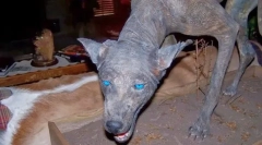 Milyen furcsa állat fél a dél-amerikai lakosoktól?