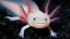 Milyen bőséges mosoly mosolyogva?