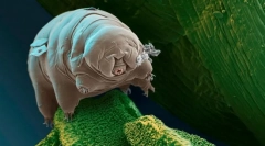 Milyen élő dolog a legkisebb?