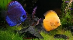 Milyen állatot lehet elindítani helyett macska és kutya