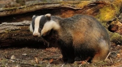 Milyen állat a legtöbb ház?