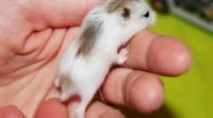 Melyik hörcsög jobb, ha magának és a gyermeknek válasszon