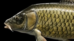 Mi a ponty étvágy?