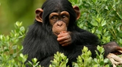 Mi a legközelebbi rokon az állatok világában?