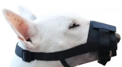 Mi a fang jobb a kutya számára, és hogyan válasszuk ki