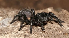 Milyen pók a legerősebb?