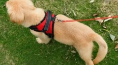 Mi a póráz jobb a kutyának: a szakértő véleménye