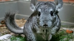 Mi a fű enni chinchillas, etetési szabályok fűszernövényekkel
