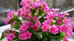 Kalanchoe