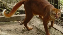 Kalimantani macska: ritka állat borneo-szigetről