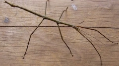 Kalimantáni palacska chany