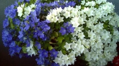 Campaundul (menyasszony és vőlegény)