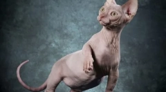 Kanadai és don sphynxes: hasonlóságok és különbségek