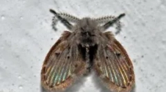 Csatorna a fürdőszobában és a wc-vel