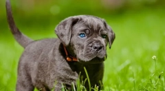 Kane corso kölykök (fotó): tisztességes háziállatok és megbízható őrök