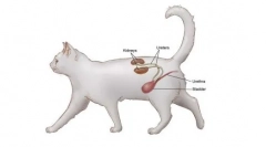 Cantárok macskák számára: használati utasítás