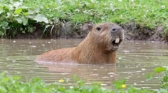 Capybara: rágcsáló, amelynek neve hal