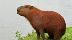 Capibara: a karbantartás jellemzői otthon